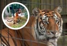 Foto: mujer que saltó cerco de seguridad en habitat de tigre en Zoológico/Cortesía