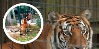 Foto: mujer que saltó cerco de seguridad en habitat de tigre en Zoológico/Cortesía