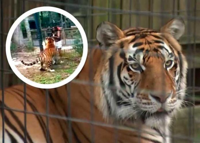 Foto: mujer que saltó cerco de seguridad en habitat de tigre en Zoológico/Cortesía