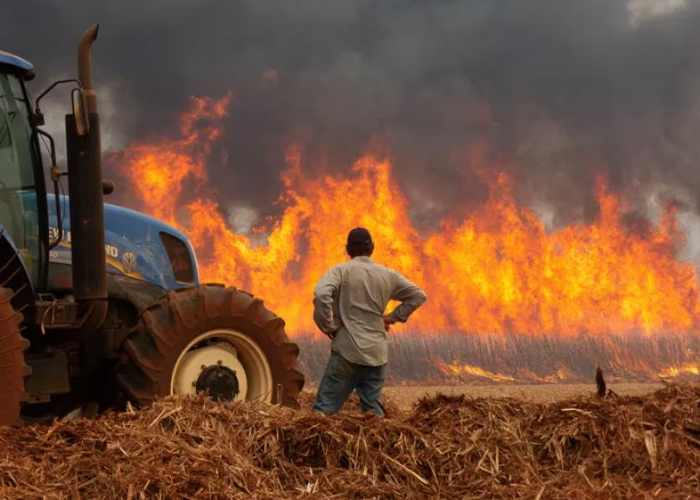 Foto: Investigación en Brasil /cortesía 