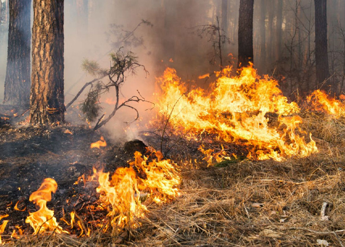 Foto: Bolivia enfrenta ola de incendios /cortesía 