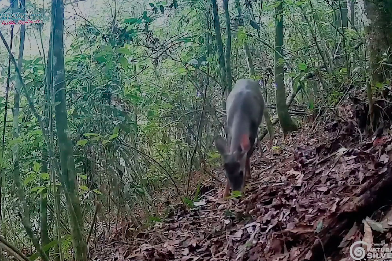 Foto: MARENA lucha por preservar la fauna silvestre /TN8