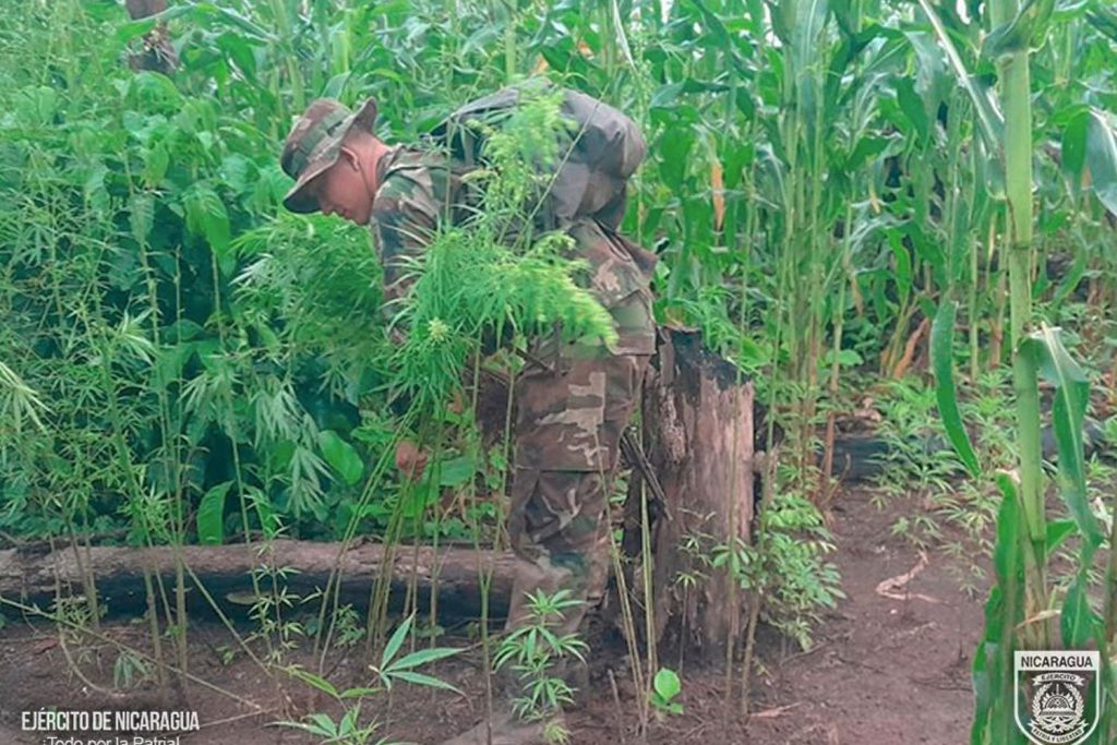 Foto: Ejército de Nicaragua incauta e incinera 90,000 plantas de marihuana en Jinotega/Cortesía