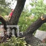 Gigantesco árbol cae sobre vivienda en Granada