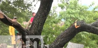 Gigantesco árbol cae sobre vivienda en Granada