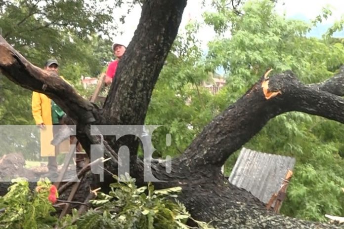 Gigantesco árbol cae sobre vivienda en Granada