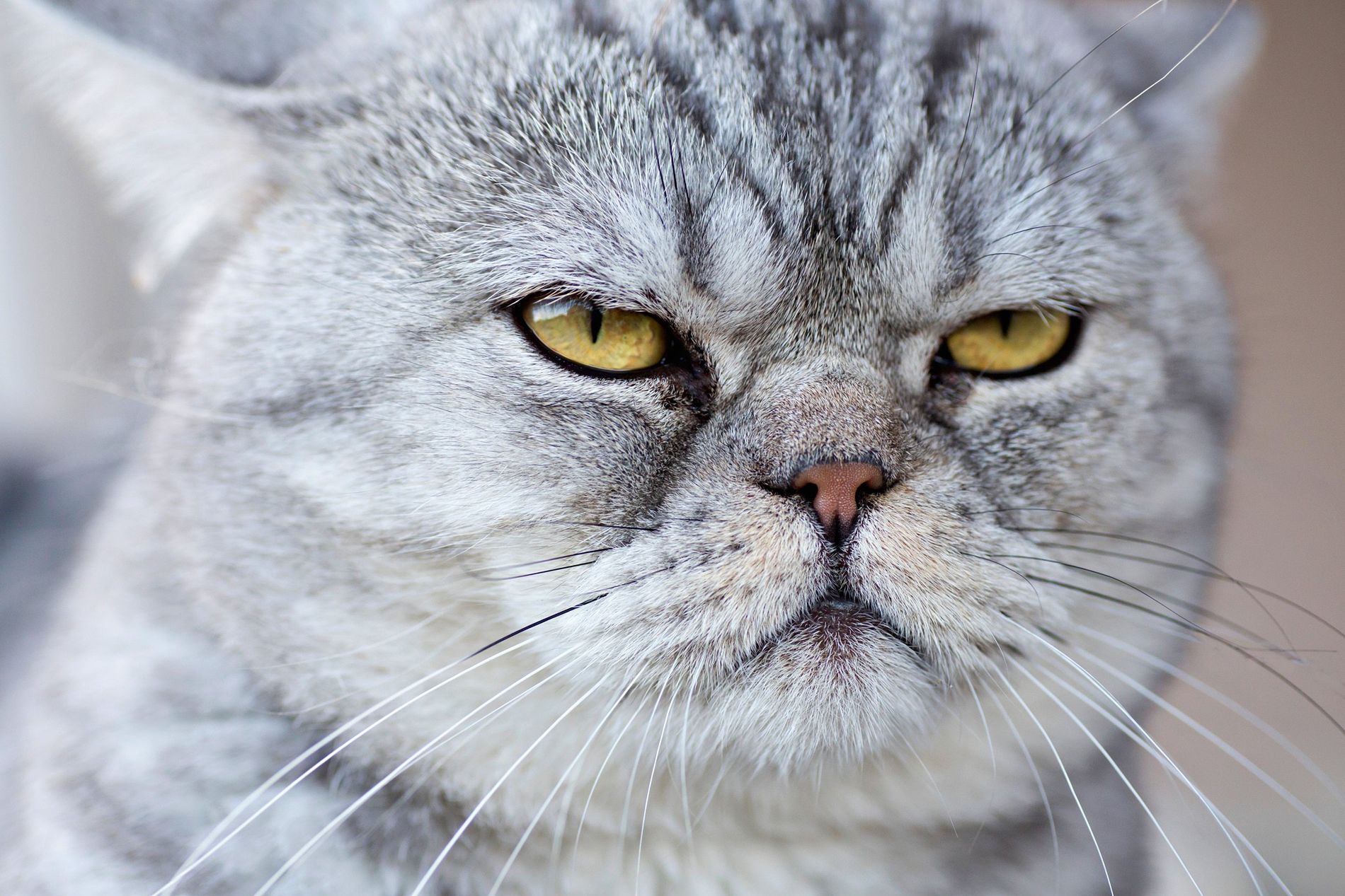 Foto: ¿El 8 de agosto se celebra el día del gato?