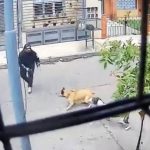 Foto: Perro valiente evita robo de moto en Medellín, Colombia/TN8