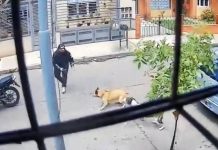 Foto: Perro valiente evita robo de moto en Medellín, Colombia/TN8