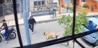 Foto: Perro valiente evita robo de moto en Medellín, Colombia/TN8