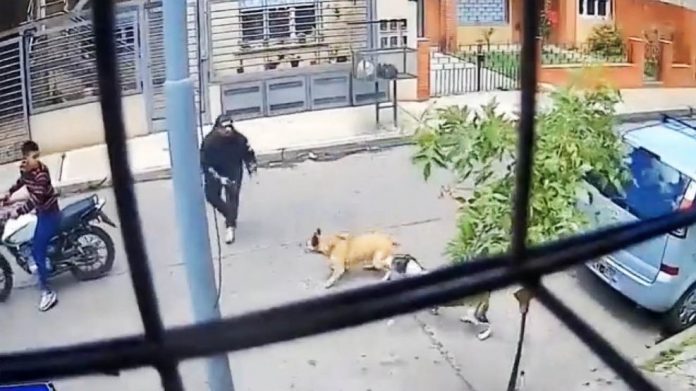 Foto: Perro valiente evita robo de moto en Medellín, Colombia/TN8