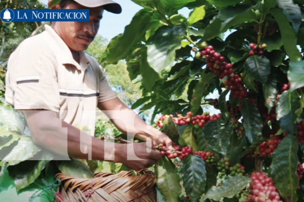 Foto: Oportunidades y resultados del Tratado de Libre Comercio entre Nicaragua y China/TN8