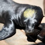 Foto: Leones marinos con signos de envenenamiento en California /Cortesía