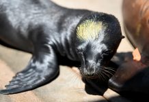 Foto: Leones marinos con signos de envenenamiento en California /Cortesía