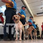 Foto: "Rescate de Personas con Caninos Método Arcón" /TN8