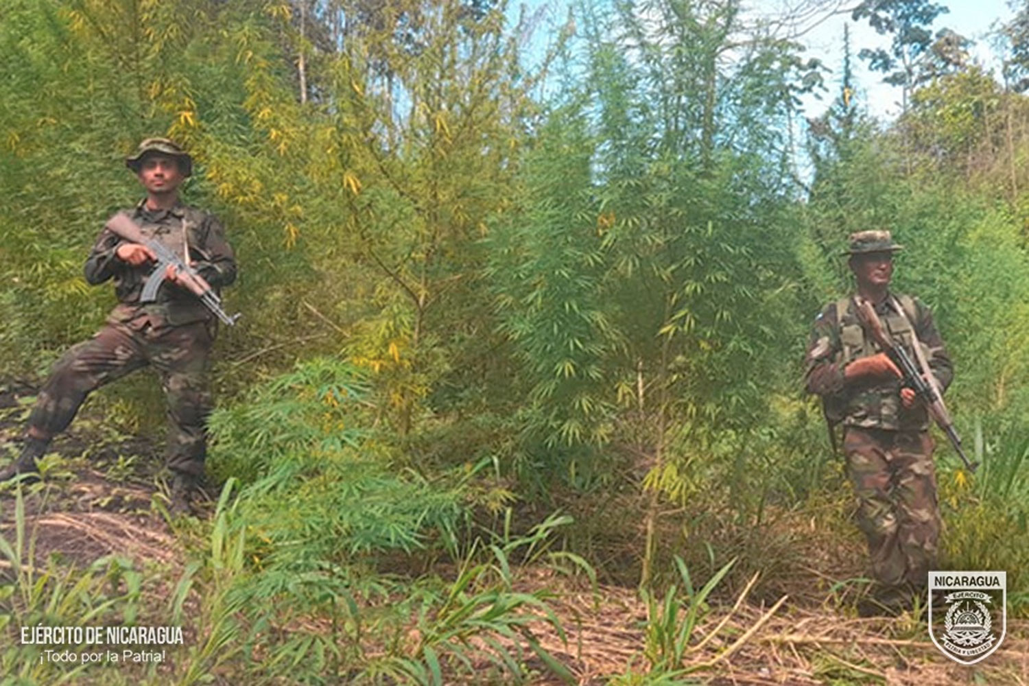 Foto: Ocupan y queman enorme plantillo de Marihuana en Siuna/ Cortesía