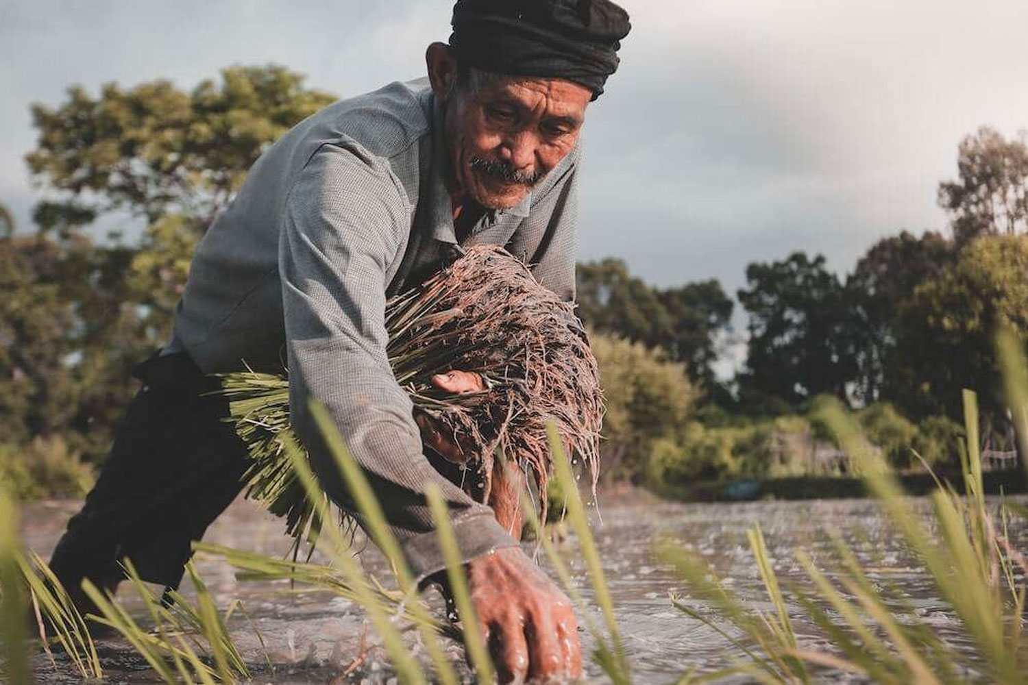 Foto: Agricultores en Irak adoptan nuevas técnicas para salvar los arrozales / Cortesía