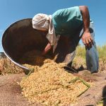 Foto: Agricultores en Irak adoptan nuevas técnicas para salvar los arrozales / Cortesía