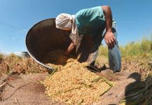 Foto: Agricultores en Irak adoptan nuevas técnicas para salvar los arrozales / Cortesía