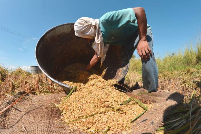 Foto: Agricultores en Irak adoptan nuevas técnicas para salvar los arrozales / Cortesía