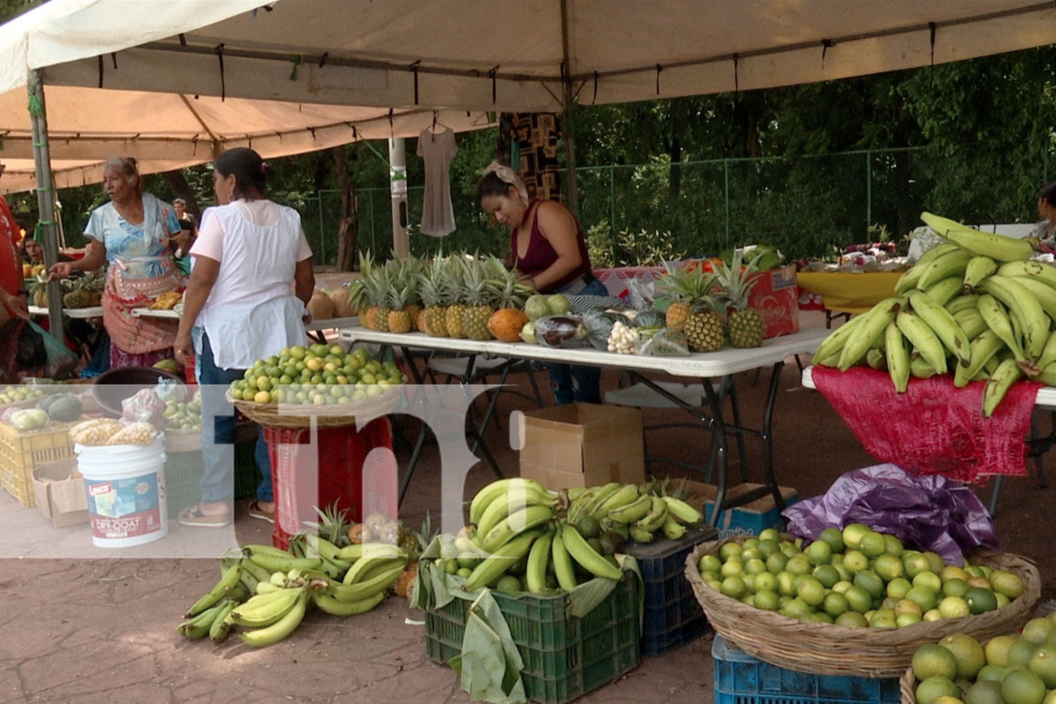 Foto: La feria del Mefcca celebra la identidad y la cultura campesina de Managua/ TN8