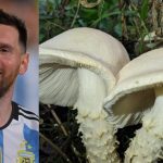 Foto: Científicos argentinos nombran hongo en honor a Messi