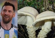 Foto: Científicos argentinos nombran hongo en honor a Messi