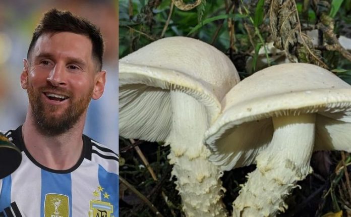 Foto: Científicos argentinos nombran hongo en honor a Messi