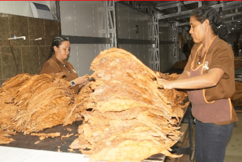 Foto: Fábrica de tabacos El Fumador S.A en Estelí