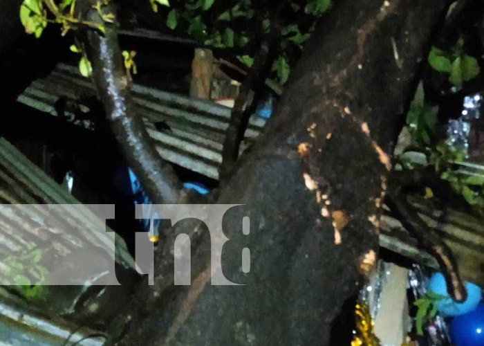 Foto: Sobrevivieron de milagro a que árbol cayera en una vivienda de Masaya / TN8