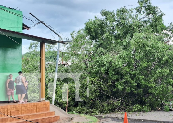 Foto: Árbol cae y causa estruendo en el barrio Santa Ana Sur, Managua / TN8