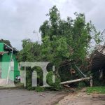 Foto: Árbol cae y causa estruendo en el barrio Santa Ana Sur, Managua / TN8