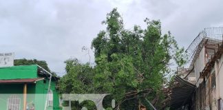 Foto: Árbol cae y causa estruendo en el barrio Santa Ana Sur, Managua / TN8