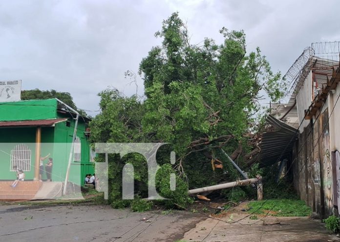 Foto: Árbol cae y causa estruendo en el barrio Santa Ana Sur, Managua / TN8