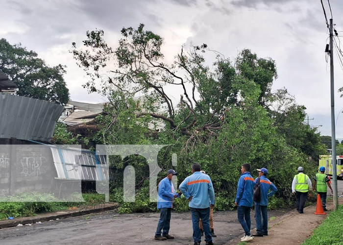 Foto: Árbol cae y causa estruendo en el barrio Santa Ana Sur, Managua / TN8