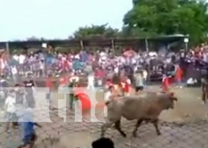 Foto: Lesionados por barrera de toros en Granada / TN8