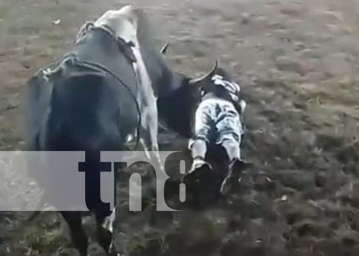 Foto: Lesionados por barrera de toros en Granada / TN8