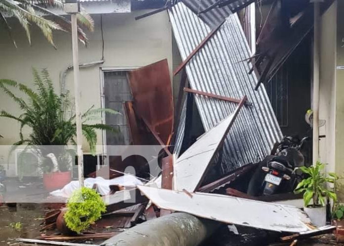 Foto: Un hombre muere al caerle un árbol de palmera en Chichigalpa / TN8