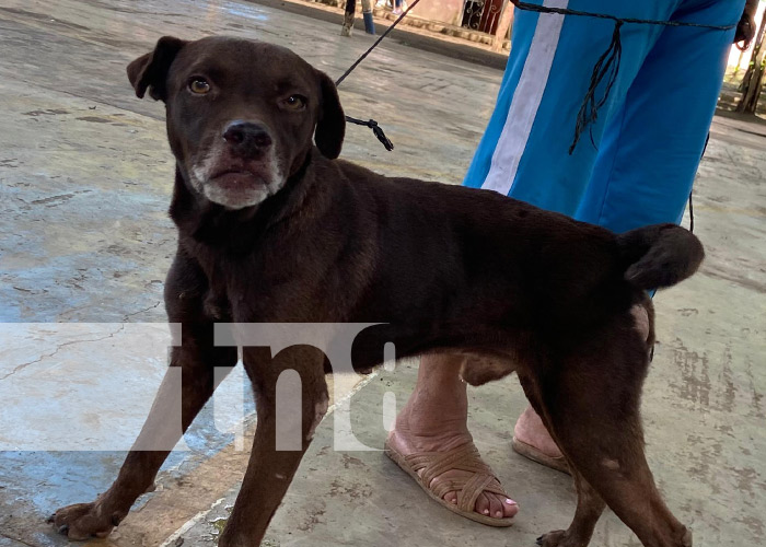 Foto: Vacunación contra la rabia en distintos puntos de Nicaragua / TN8