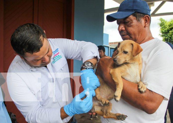 Foto: Vacunación contra la rabia en distintos puntos de Nicaragua / TN8