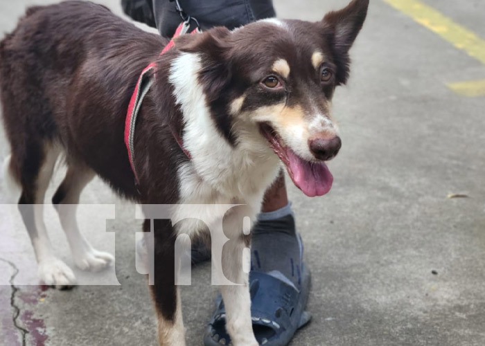 Foto: Vacunación contra la rabia canina