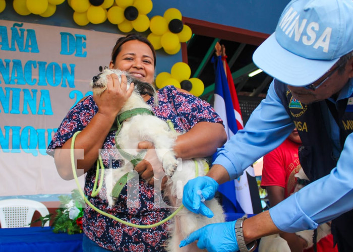 Foto: Vacunación contra la rabia en distintos puntos de Nicaragua / TN8