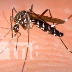 Foto: tres virus diferentes por una sola picadura de mosquito/Cortesía