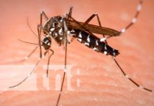 Foto: tres virus diferentes por una sola picadura de mosquito/Cortesía