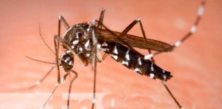 Foto: tres virus diferentes por una sola picadura de mosquito/Cortesía