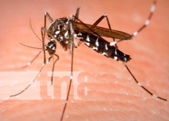 Foto: tres virus diferentes por una sola picadura de mosquito/Cortesía