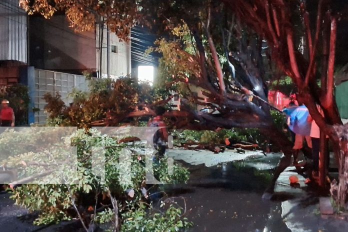 Foto: Tres motociclistas accidentados tras la caída de un árbol en plena vía pública en Managua/TN8