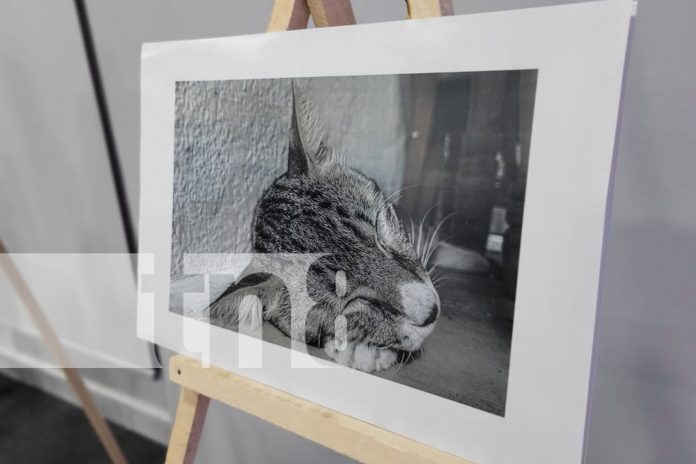 Foto: Más de 20 estudiantes concluyen curso de Fotografía Móvil con éxito en Managua/TN8