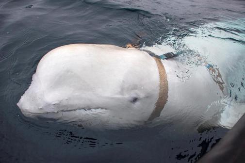 Foto: Hvaldimir, la famosa ballena blanca, encontrada muerta en la costa suroeste de Noruega