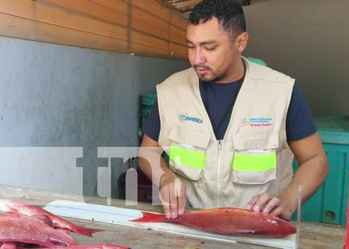 Foto: INPESCA, realiza monitoreo de productos pesqueros en centros de acopios y comercializadoras/ TN8